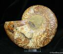 Inch Cut and Polished Cleoniceras Ammonite #769-1